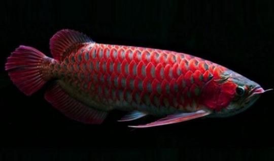 龍魚品種排行前十名有哪些：龍魚品種排行前十名