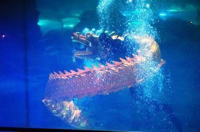 飛龍魚價格，飛龍魚的價格受到多種因素影響飛龍魚的價格差異