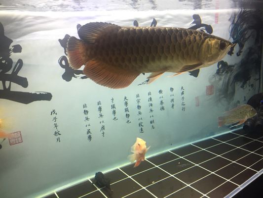 龍魚切尾教程：龍魚切尾教程詳情