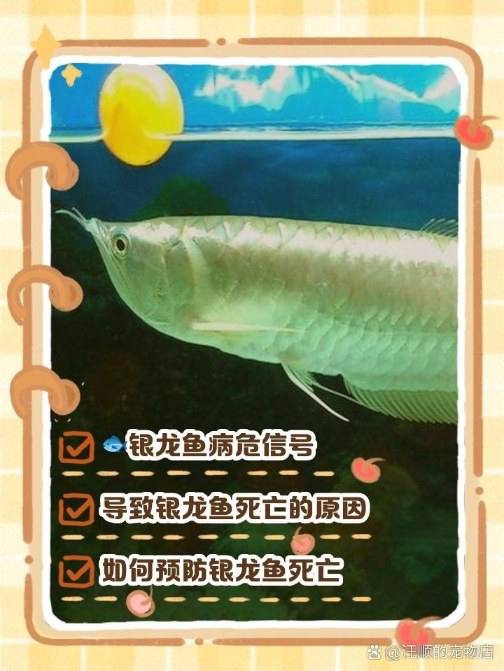 銀龍魚躲在角落不游