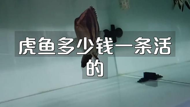哪種虎魚最貴