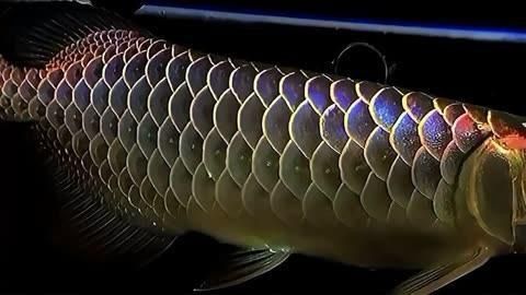 龍魚批發(fā)選擇祥龍魚場