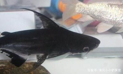 成吉思汗鯊與其他觀賞魚混養(yǎng)注意事項(xiàng):成吉思汗鯊作為一種觀賞魚 龍魚百科 第3張 成吉思汗鯊與其他觀賞魚混養(yǎng)注意事項(xiàng):成吉思汗鯊作為一種觀賞魚 成吉思汗鯊與其他觀賞魚混養(yǎng)注意事項(xiàng):成吉思汗鯊作為一種觀賞魚 龍魚百科 第3張