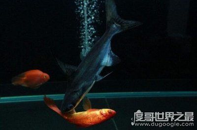 成吉思汗鯊與其他觀賞魚混養(yǎng)注意事項(xiàng):成吉思汗鯊作為一種觀賞魚 龍魚百科 第4張 成吉思汗鯊與其他觀賞魚混養(yǎng)注意事項(xiàng):成吉思汗鯊作為一種觀賞魚 成吉思汗鯊與其他觀賞魚混養(yǎng)注意事項(xiàng):成吉思汗鯊作為一種觀賞魚 龍魚百科 第4張