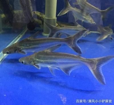 成吉思汗鯊與其他觀賞魚混養(yǎng)注意事項(xiàng):成吉思汗鯊作為一種觀賞魚 龍魚百科 第5張 成吉思汗鯊與其他觀賞魚混養(yǎng)注意事項(xiàng):成吉思汗鯊作為一種觀賞魚 成吉思汗鯊與其他觀賞魚混養(yǎng)注意事項(xiàng):成吉思汗鯊作為一種觀賞魚 龍魚百科 第5張