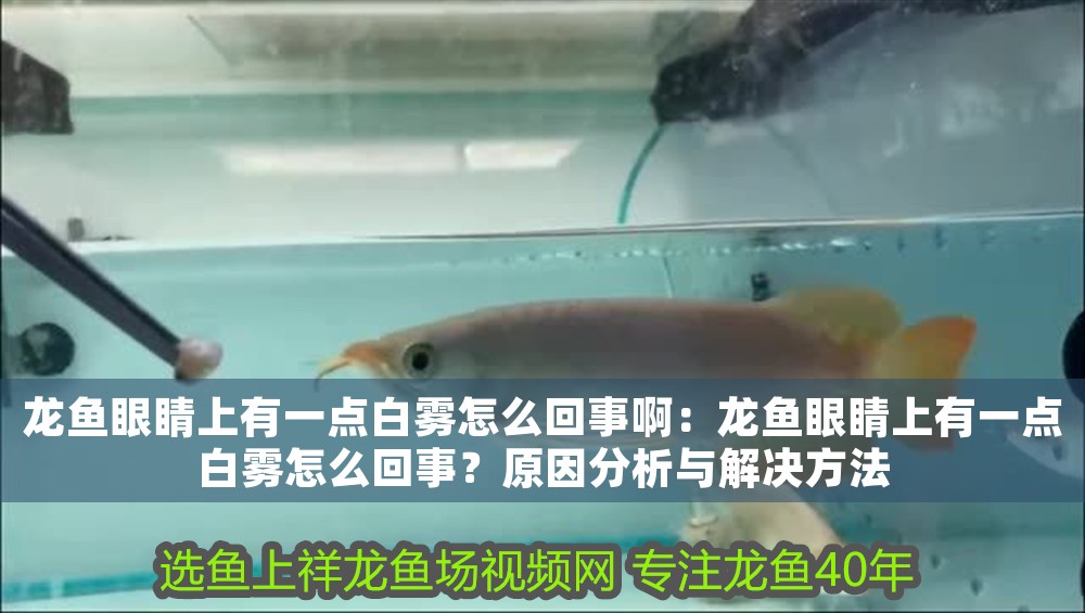 龍魚眼睛上有一點白霧怎么回事啊：龍魚眼睛上有一點白霧怎么回事？原因分析與解決方法