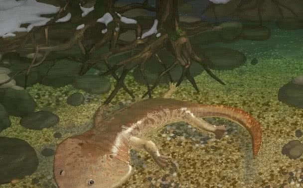 世界第一龍魚：世界第一龍魚是什么？