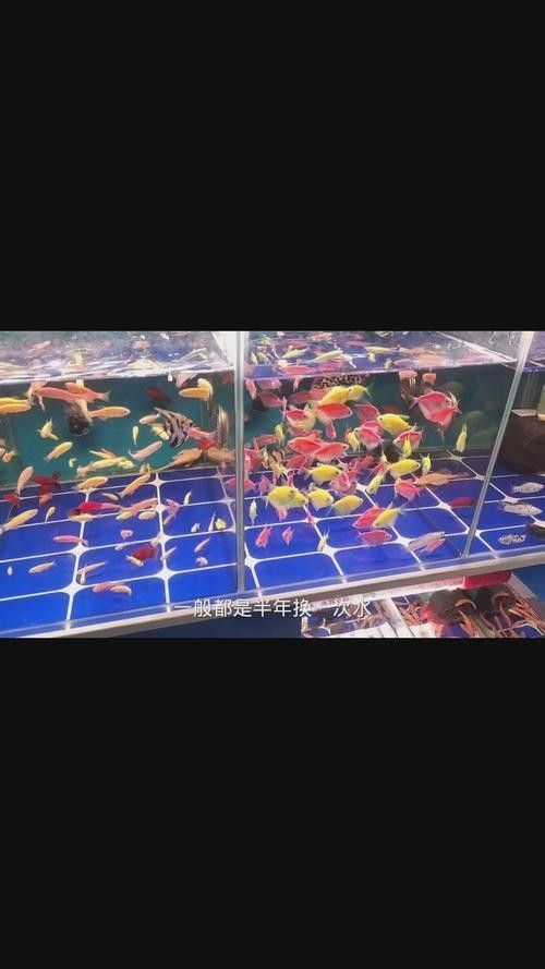 龍魚可以和發(fā)財(cái)魚一起養(yǎng)嗎圖片