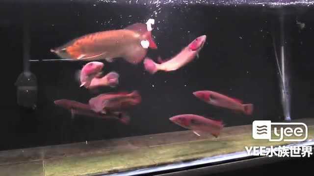 火龍魚能和什么混養好呢視頻