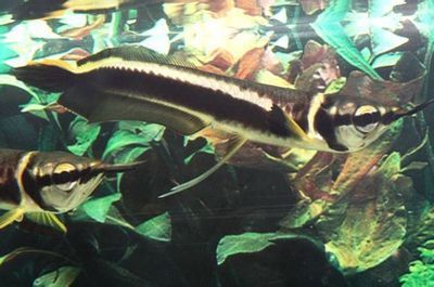 黑龍魚吃什么食物為主：黑龍魚是肉食性魚類，其主要食物是以活動的小魚蝦為主