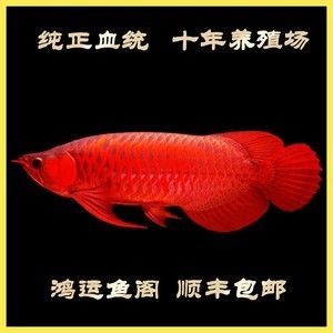 金龍魚養殖場魚苗批發，金龍魚養殖場魚苗批發市場價格對比阿里巴巴金龍魚苗質量評價