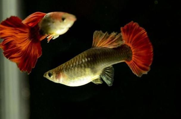 孔雀龍魚繁殖期如何調(diào)節(jié)水質(zhì)：孔雀龍魚繁殖期水質(zhì)的調(diào)節(jié)