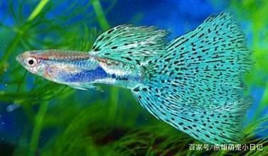 孔雀龍魚繁殖期如何調(diào)節(jié)水質(zhì)：孔雀龍魚繁殖期水質(zhì)的調(diào)節(jié)