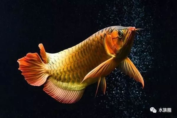 孔雀龍魚繁殖期如何調節水質：孔雀龍魚繁殖期水質的調節