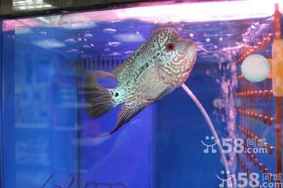 國內龍魚經銷商排行榜第一名是誰啊，