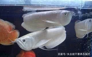 家中養(yǎng)銀龍魚(yú)說(shuō)法正確的是什么（家里養(yǎng)銀龍魚(yú)有什么講究家里養(yǎng)銀龍魚(yú)有什么講究）