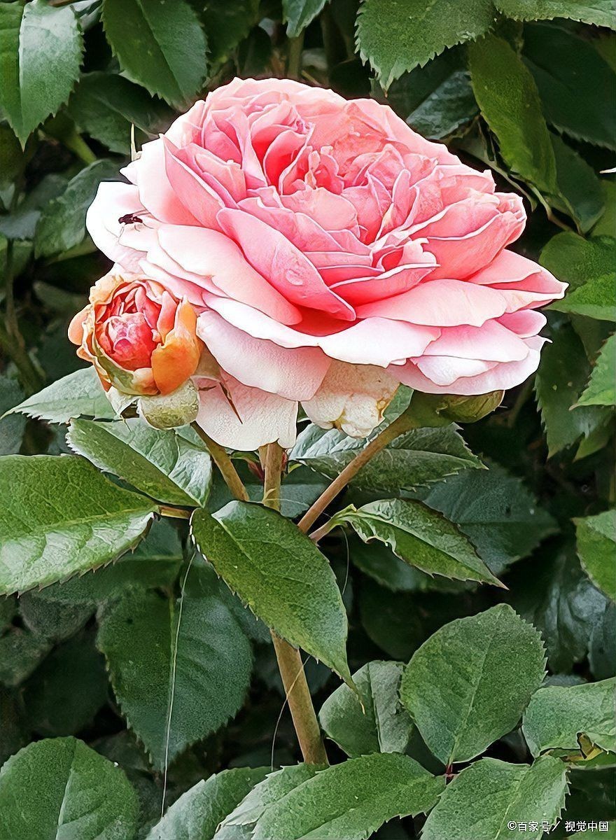 紅龍月季冬季需要施肥嗎？