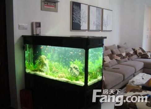 紅龍魚吃什么發色最好養殖（紅龍魚吃什么發色最好養殖呢）