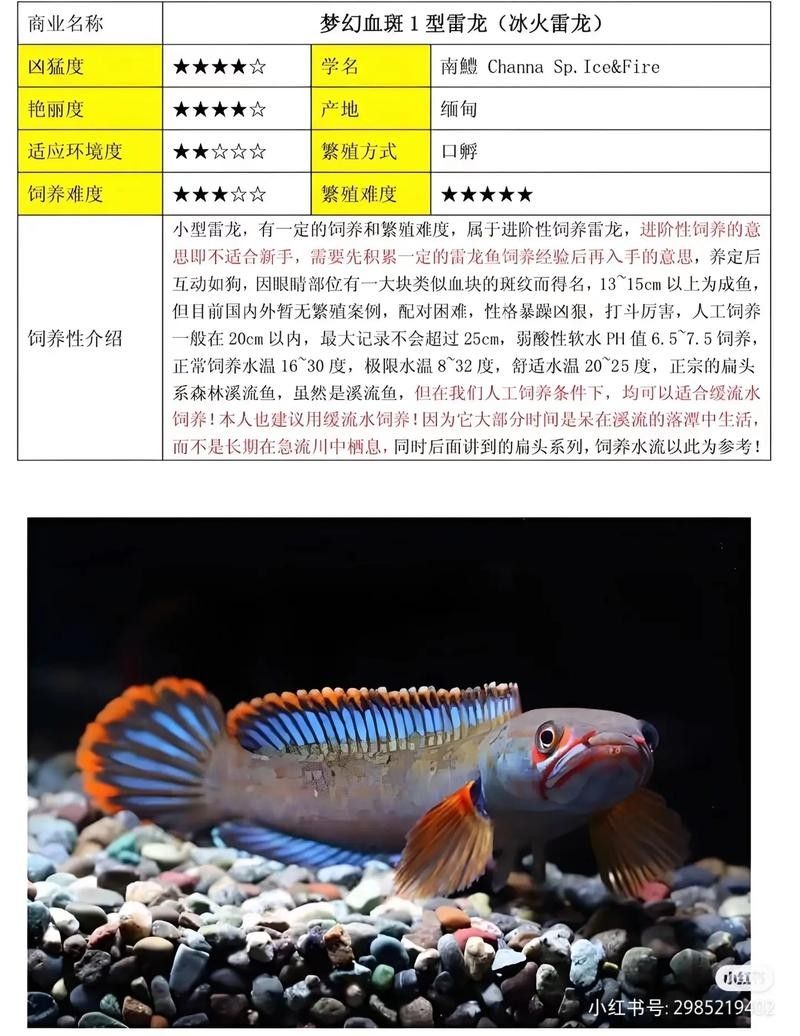 雷龍魚(yú)是什么樣子的圖片 雷龍魚(yú)是什么樣子的圖片 龍魚(yú)百科 第10張