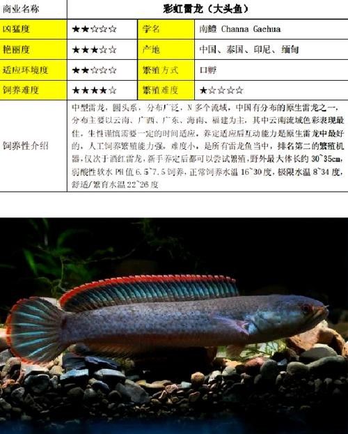 雷龍魚(yú)是什么樣子的圖片 雷龍魚(yú)是什么樣子的圖片 龍魚(yú)百科 第7張
