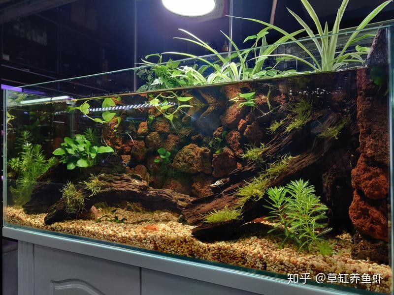 龍魚缸可以鋪底砂嗎