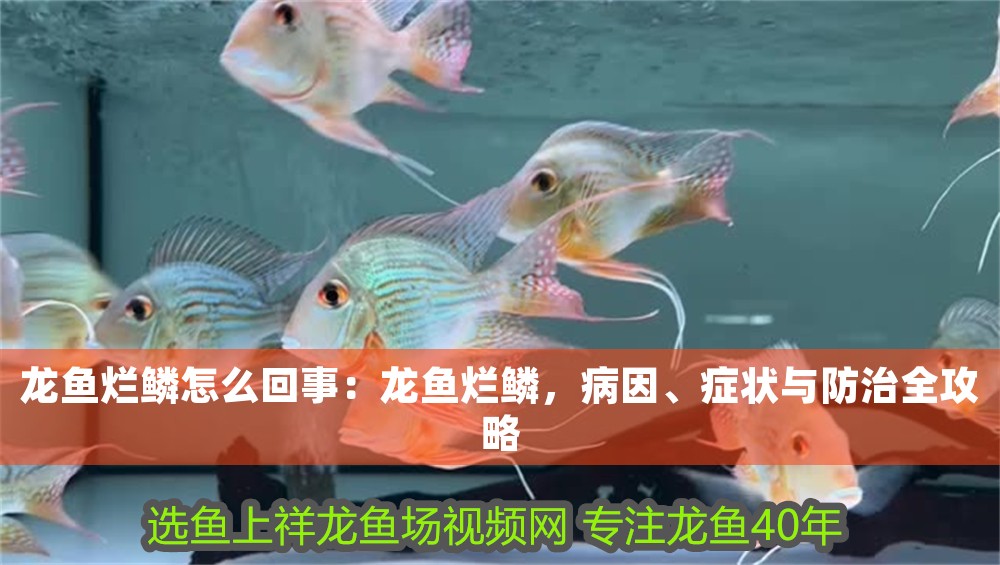 龍魚(yú)爛鱗怎么回事：龍魚(yú)爛鱗，病因、癥狀與防治全攻略