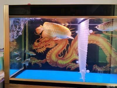 龍魚打仗怎么制止（如何有效的制止龍魚打架）
