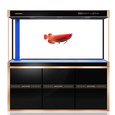 辦公室養龍魚好嗎吉利嗎風水好嗎：辦公室養龍魚吉利嗎風水好嗎