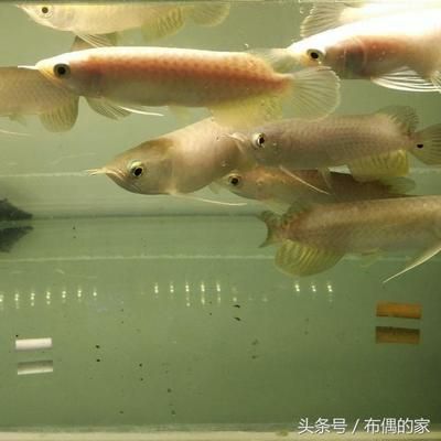 龍魚粗框好還是細框好養(yǎng)：粗框和細框龍魚各有特點，飼養(yǎng)難度相當，選擇哪種框的龍魚更好養(yǎng)