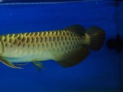 龍魚粗框好還是細框好養(yǎng)：粗框和細框龍魚各有特點，飼養(yǎng)難度相當，選擇哪種框的龍魚更好養(yǎng)