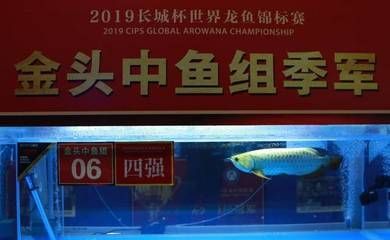 龍魚價格表今天：今天龍魚的價格表
