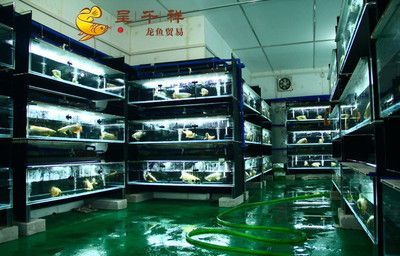 紅龍魚批發祥龍魚場：祥龍魚場是一家具有顯著影響力的觀賞魚企業