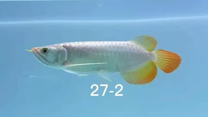 如何挑選小紅龍魚苗圖片視頻