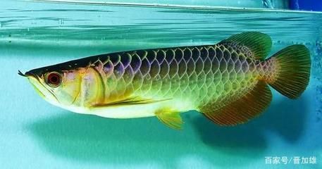 養龍魚的知識有哪些方面的問題：養龍魚的注意事項