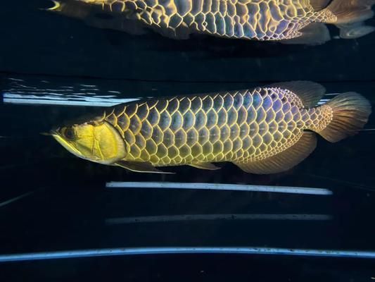 龍魚古典是什么意思 龍魚古典是什么意思 龍魚百科 第1張