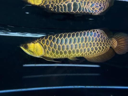 龍魚古典是什么意思 龍魚古典是什么意思 龍魚百科 第3張
