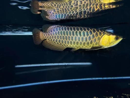 龍魚古典是什么意思 龍魚古典是什么意思 龍魚百科 第2張