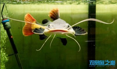 龍魚和招財貓混養的可能性（龍魚和招財貓魚可以一起混養但需要注意一些事項）