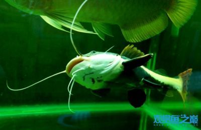 龍魚和招財貓混養的可能性（龍魚和招財貓魚可以一起混養但需要注意一些事項）