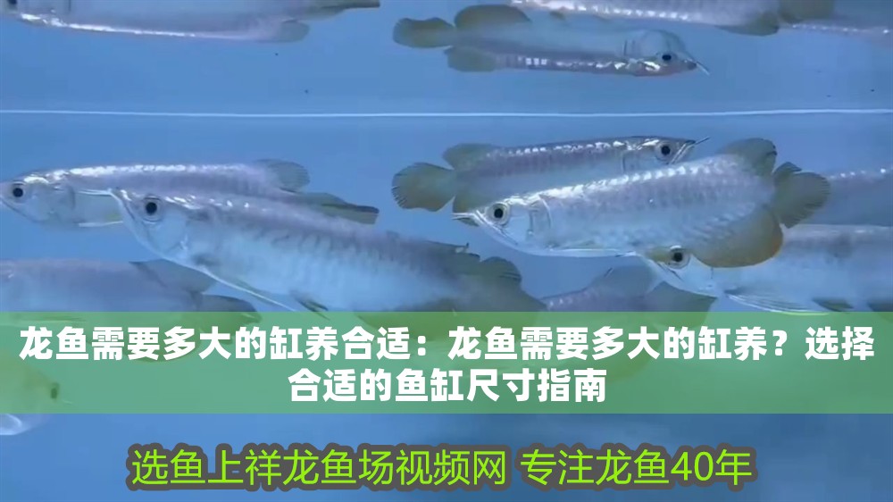 龍魚需要多大的缸養合適：龍魚需要多大的缸養？選擇合適的魚缸尺寸指南