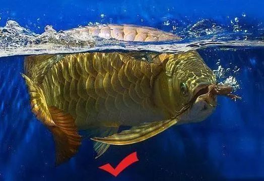 龍魚改口吃飼料要多久才能吃：龍魚改口吃飼料的時間