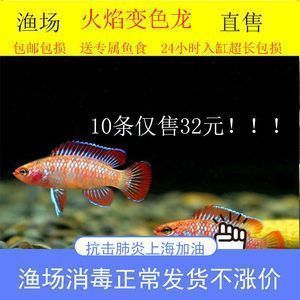 龍魚標準缸：關于龍魚顏色變化的問題