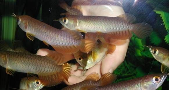龍魚能放生嗎有講究嗎有講究嗎：如何正確飼養龍魚，龍魚風水作用詳解