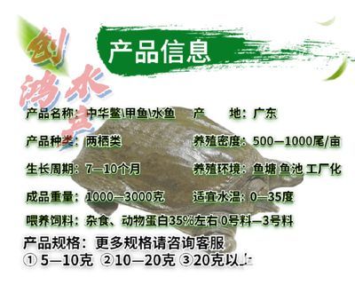 龍魚能放生嗎有講究嗎有講究嗎：如何正確飼養龍魚，龍魚風水作用詳解