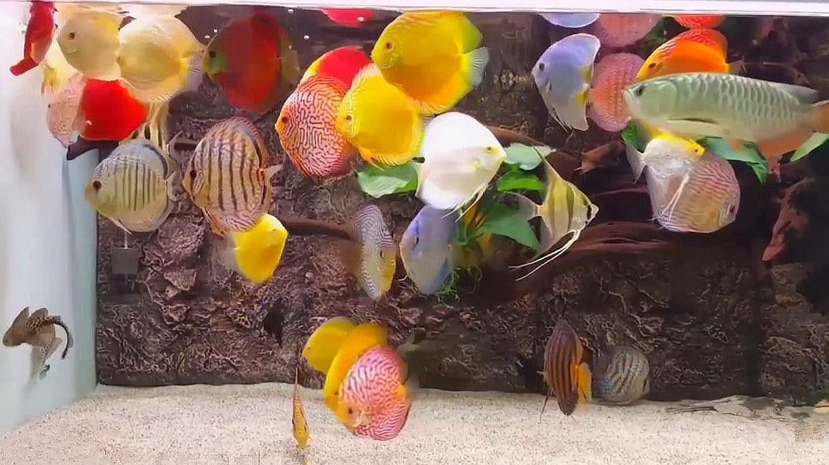 金龍魚和七彩神仙魚混養視頻