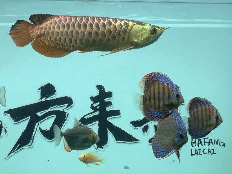 金龍魚和七彩神仙魚混養視頻