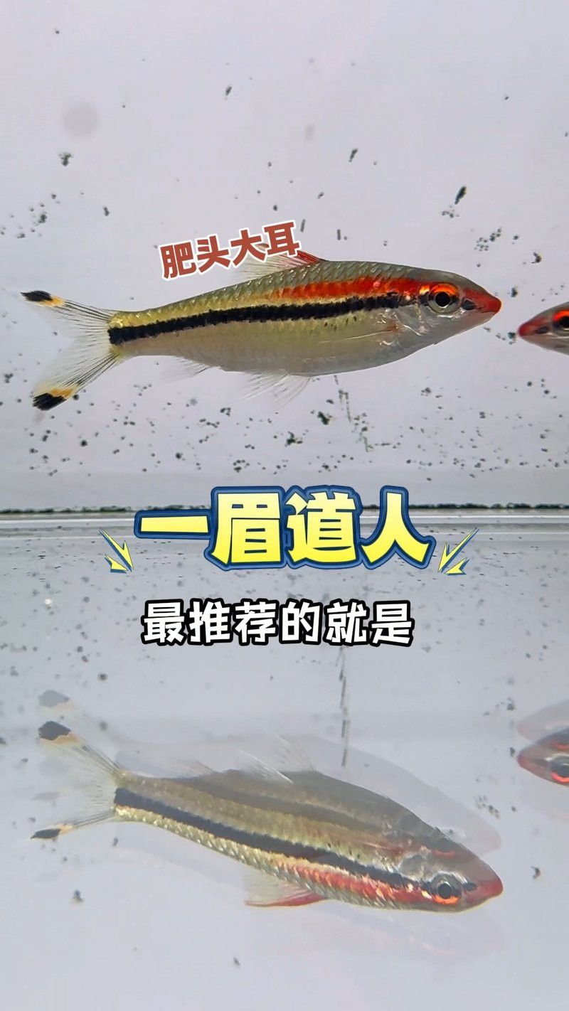 金龍魚和七彩神仙魚混養視頻