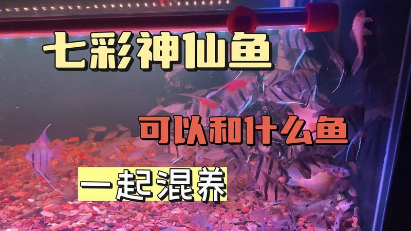 金龍魚和七彩神仙魚混養視頻