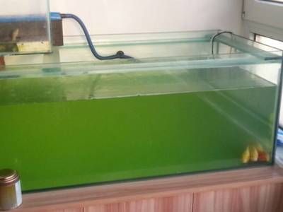 紅龍魚飼養(yǎng)方法大全圖片視頻（紅龍魚飼養(yǎng)方法大全圖片視頻教程）