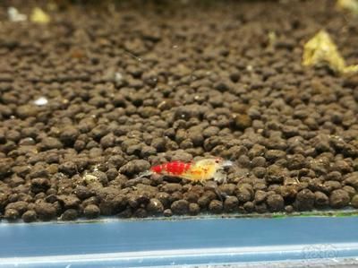 黃金龍魚養殖注意事項（養殖黃金龍魚的注意事項）